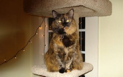 Family and Fiction, Part Two: Pets