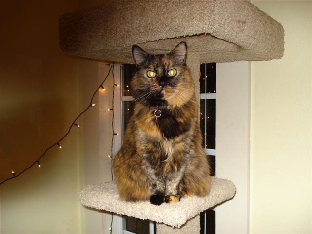 Family and Fiction, Part Two: Pets