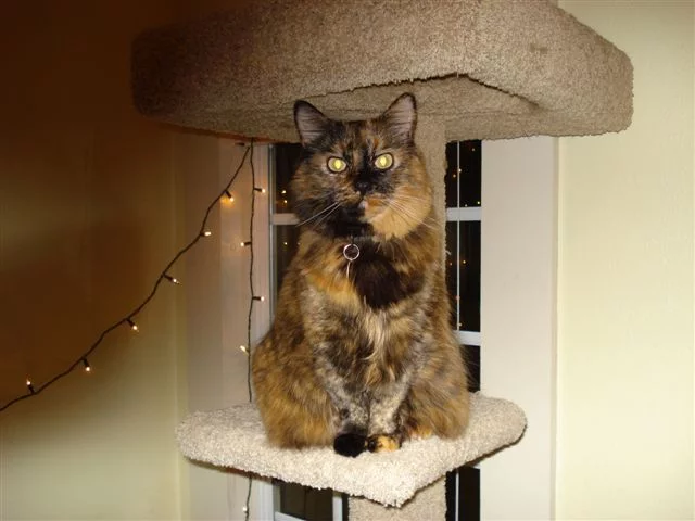 Family and Fiction, Part Two: Pets