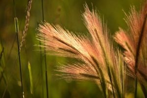 Foxtail Barley