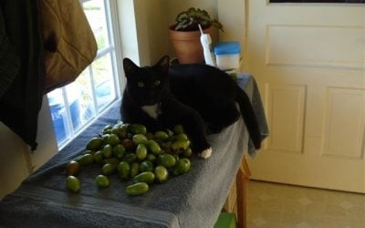 Green Tomatoes