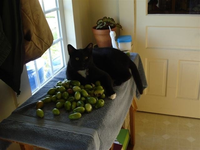 Green Tomatoes