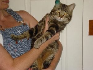 2013 June Hoosegow (Mr. Gow), approx. 1 year old