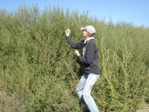 Fun with Crisis: Mortal v. Mega-Weed