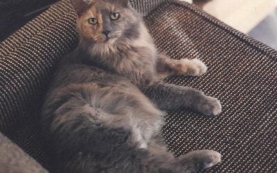 Personal History: Life With Cats