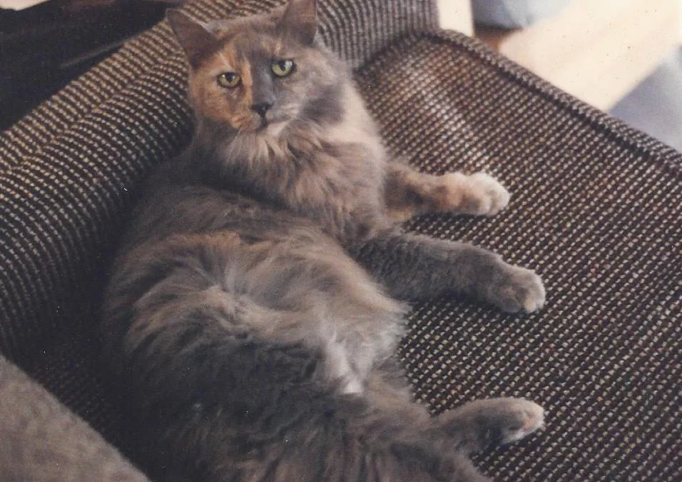 Personal History: Life With Cats
