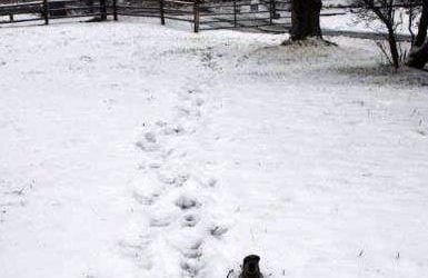 The Tracking Life