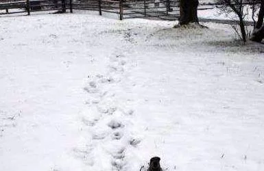 The Tracking Life