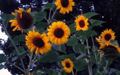 Seasons and the Person Inside
