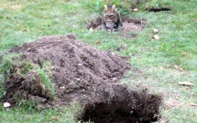 Septic Disaster and the Person Inside