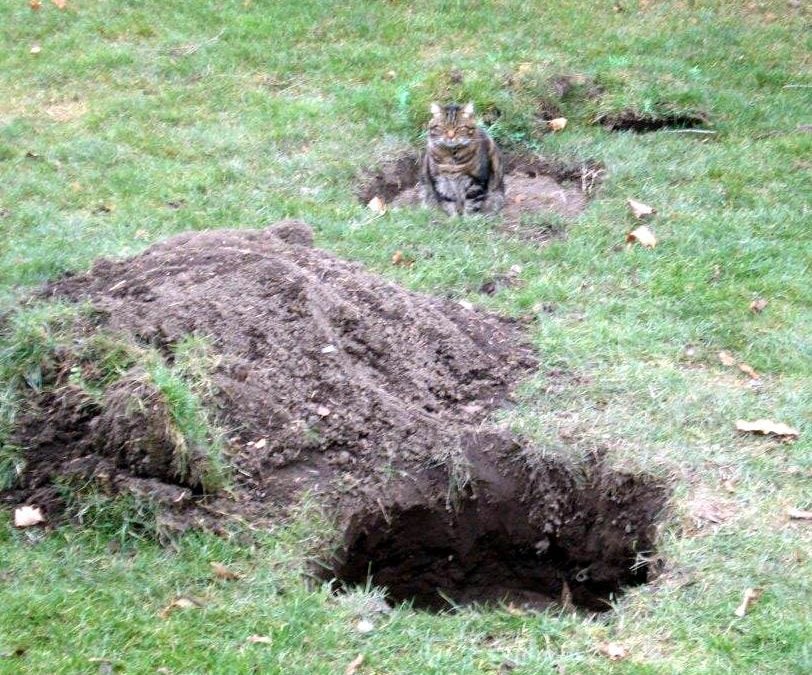 Septic Disaster and the Person Inside
