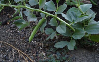 Invasion of the Body Snatchers and the People Inside