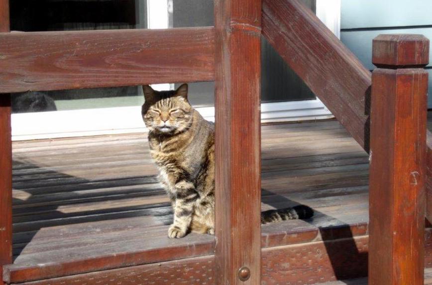 Cat Follies and the People Inside