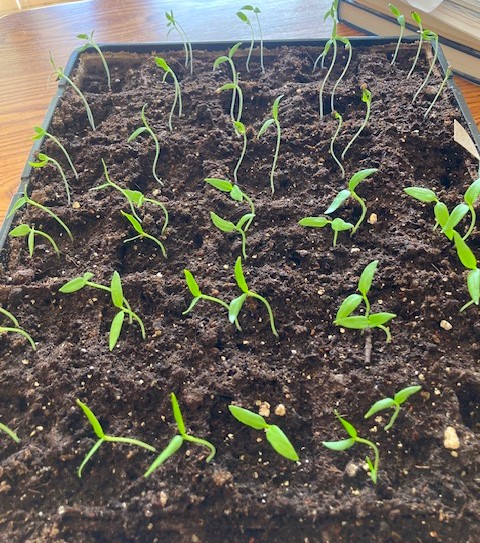 Seedlings with the People Inside