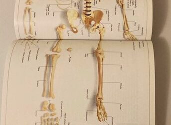 Bone Density with the People Inside