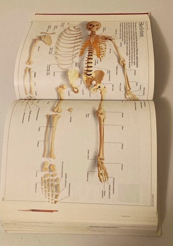 Bone Density with the People Inside