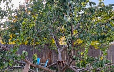 Tree Tales with the People Inside